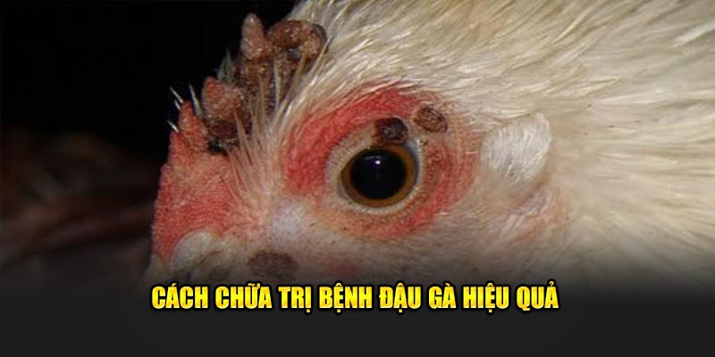 Phương pháp chữa trị bệnh đậu gà hiệu quả từ Daga88